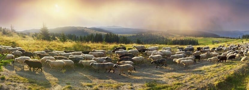 El Parque Natural del Montseny y la ganadería extensiva