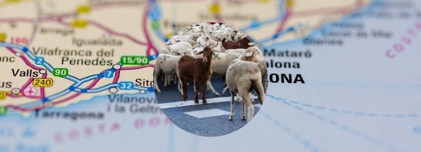 Vuelven a pastar ovejas y cabras en Barcelona