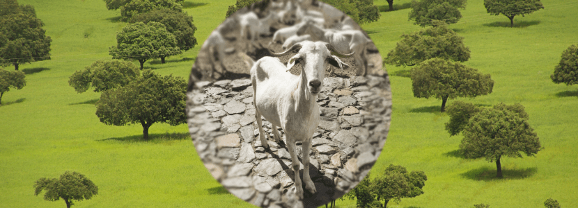 Aprueban el Reglamento de la Indicación Geográfica Protegida ‘Cabrito de Extremadura’
