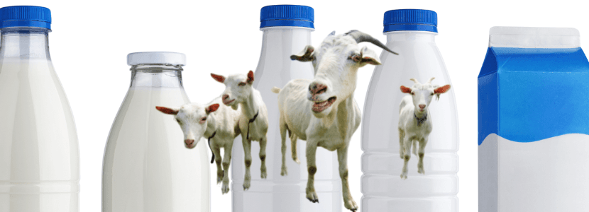 La subida de costes en el precio de la leche de cabra