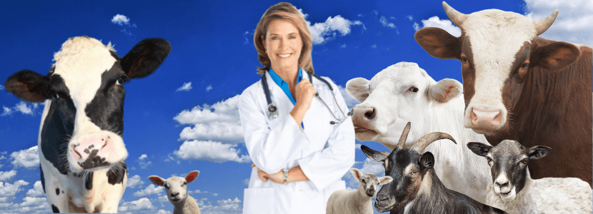 Real Decreto que regula la figura del veterinario de explotación