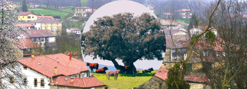 El vacuno de carne en España es un pilar para el medio rural