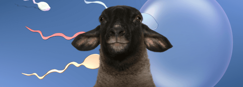 La raza Suffolk y Ovigén para la inseminación artificial
