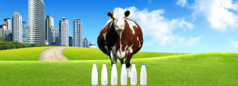 Requerimientos energéticos de las vacas lecheras gestantes