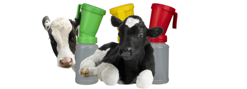 Angiogénesis en las glándulas mamarias de vacas