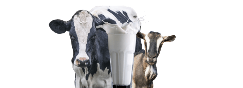 Comparativa entre la leche madura de cabra Guanzhong y de vaca Holstein