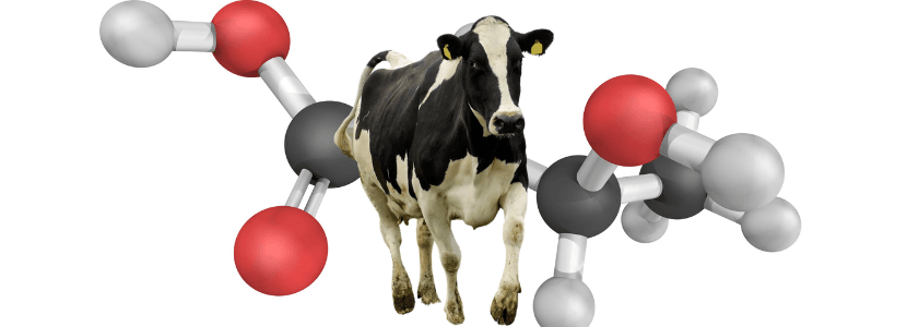 El β-hidroxibutirato perjudica la funcionalidad de los monocitos