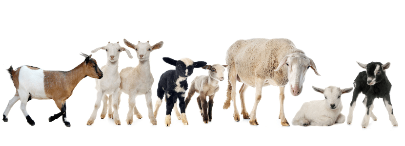 Especificaciones técnicas para la inspección de la carne de ovinos y caprinos