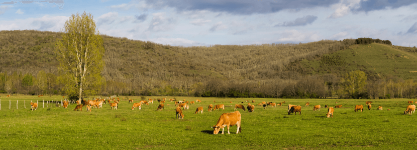 Evaluación del bienestar de las vacas
