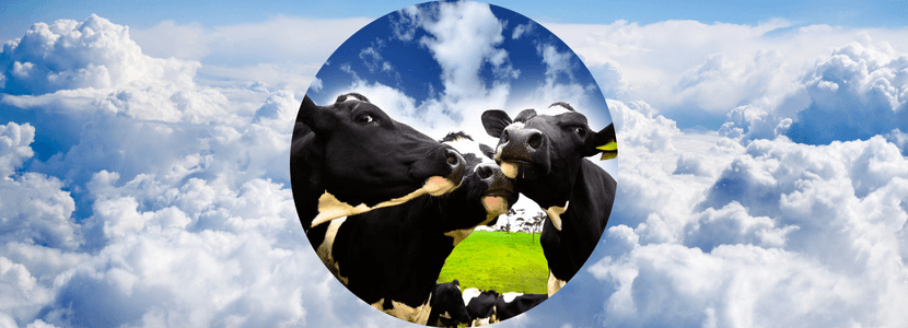 Muestreo de 8.000 vacas con datos fenotípicos de Salud y Bienestar del proyecto GO_I-SAB