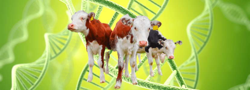 Una holstein infectada con N. caninum NcUru3 transmite congénitamente esta cepa