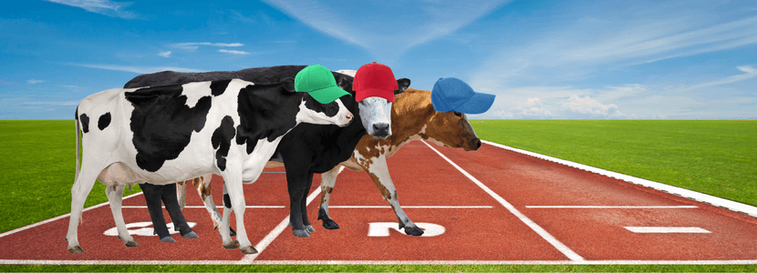 Las vacas lecheras se ejercitan para prolongar su vida útil
