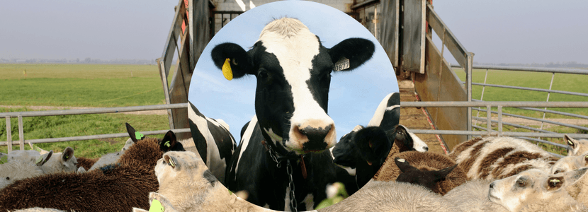 Mejorar el bienestar de los animales durante el transporte