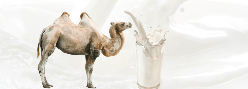 La leche de camello como superalimento