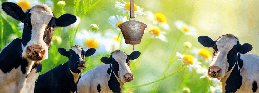 Los mugidos de las vacas y la gente de ciudad