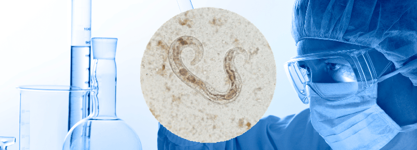 Científicos de la ULE investigan un fármaco contra el Haemonchus contortus