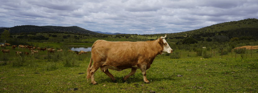 El compromiso del sector ganadero con el Medio Ambiente