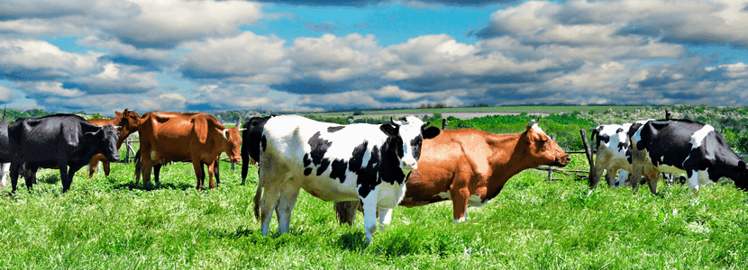 El TS confirma el derecho de las ganaderías de carne a cobrar la ayuda por la covid
