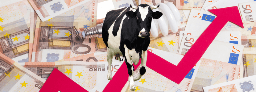 El precio del ganado de reposición en vacuno de leche aumenta un 50%