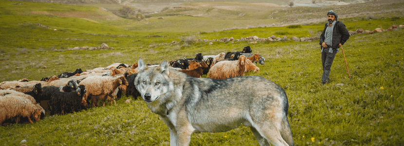 Plataforma por la gestión del lobo en el Moianès