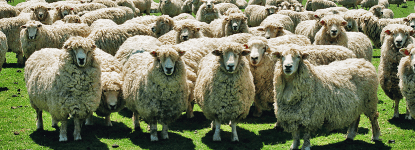 Se sacrifican 27.000 ovejas en Cuenca por la viruela