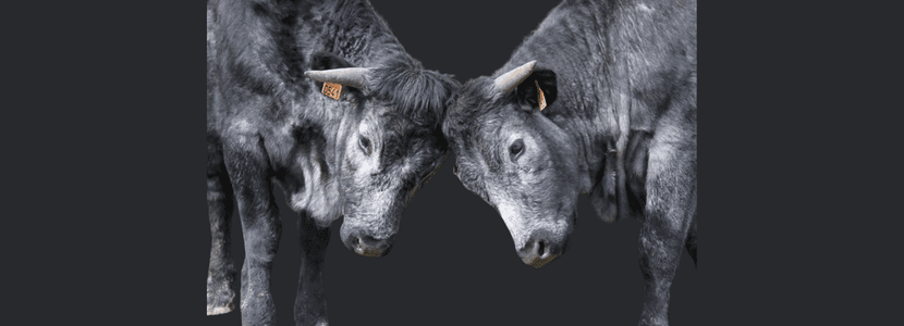 La vaca más longeva de España es salmantina