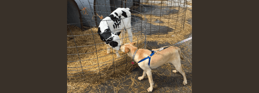 ¿Pueden los perros ayudar a detectar enfermedades respiratorias en el ganado?