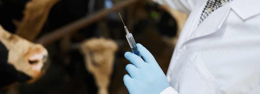 Caso en Extremadura de enfermedad hemorrágica epizoótica