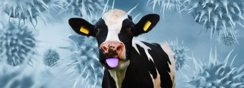 Detectan focos de lengua azul en Galicia y Cádiz