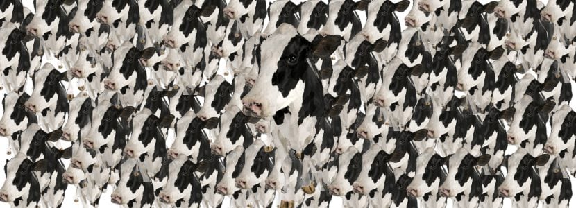 China avanza en la clonación con vacas súper lecheras