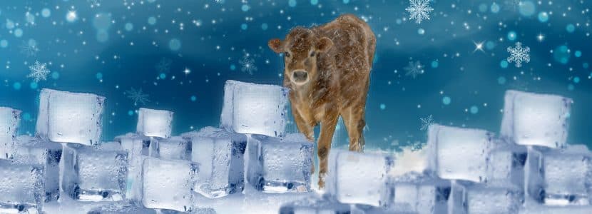Directrices para crioconservación de recursos genéticos animales