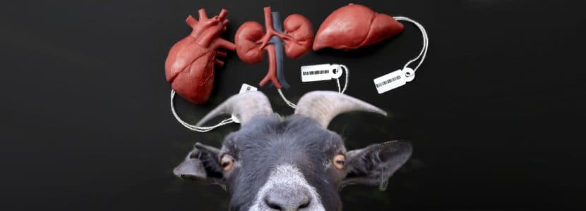 El primer biobanco de organoides de animales de granja