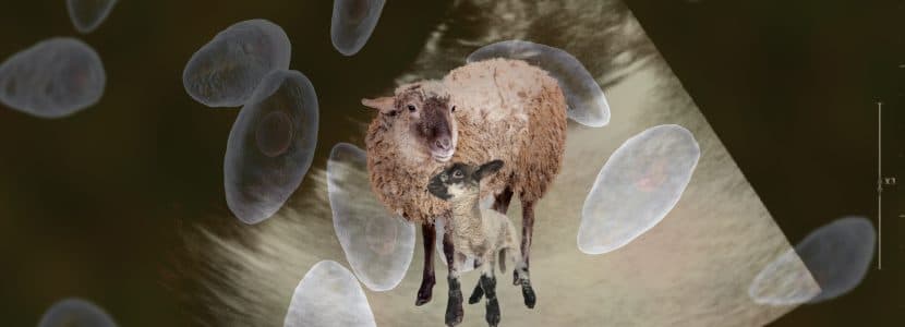 Gestación con aislados arquetípicos de Toxoplasma gondii en ovejas