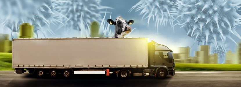 Normas internacionales para la gestión de movimientos animales
