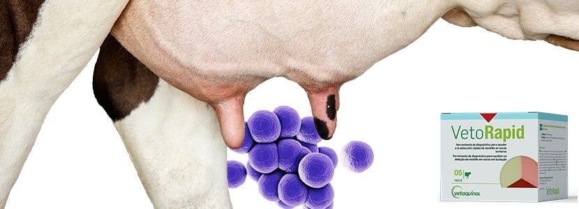 VetoRapid, para una fácil y rápida identificación de las bacterias causantes de mastitis clínica en granja