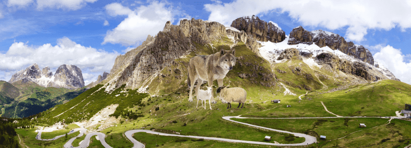 ¿Pueden coexistir la ganadería extensiva y el lobo?