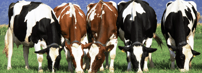 Se pide al responsable de Sanidad Animal de Salamanca que cese su puesto