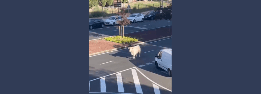 Las vacas de Toledo salen empezando el fin de semana