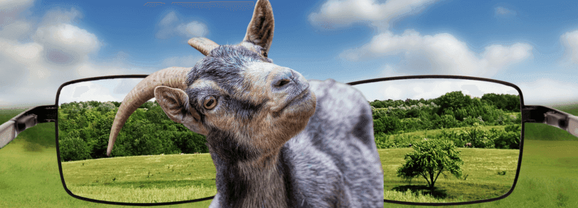 Los animales están incluidos en la Norma Básica de Protección Civil