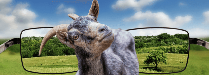 Los animales están incluidos en la Norma Básica de Protección Civil
