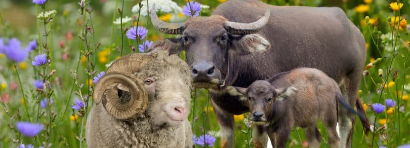 El patrimonio agrícola mundial preserva la biodiversidad