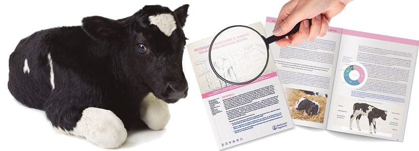 ¿Qué es el documento de consenso sobre las recomendaciones para el manejo de la Diarrea Neonatal Bovina?