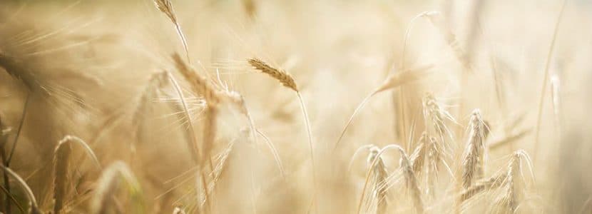 Informe materias primas julio: el clima seco en USA y norte de Europa asusta a los inversores provocando rebote en precios