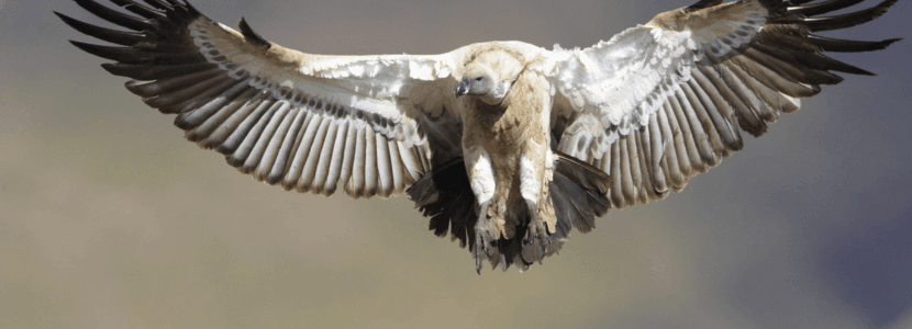 La fauna silvestre y el ganado