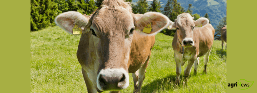 La producción de carne y leche en Galicia ha disminuido
