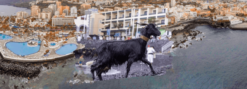 Tradición de las cabras en Puerto de la Cruz