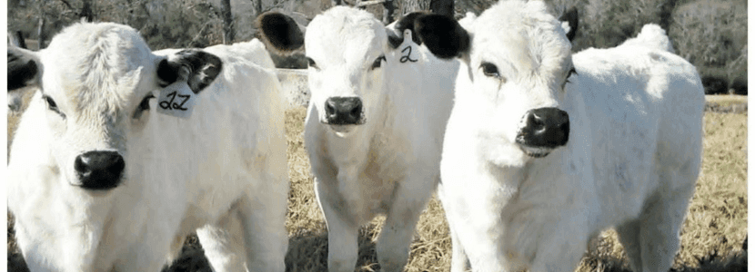 ¿Qué valoriza el ganado blanco orejinegro?