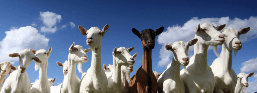 Decae la vigilancia por viruela ovina y caprina