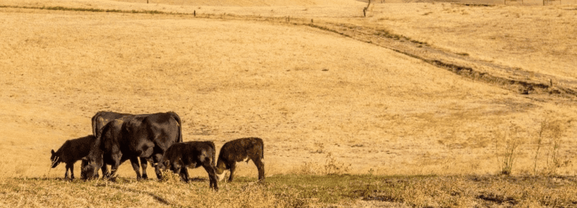 El bienestar animal en un verano muy cálido
