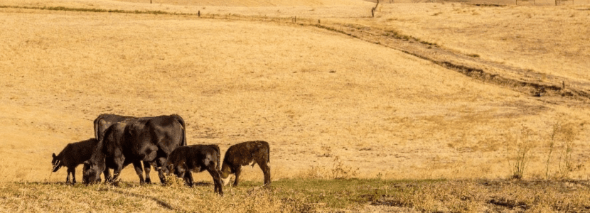 El bienestar animal en un verano muy cálido